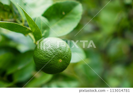 Lemon fruit in the garden with lemon leaves in the background, agricultural production concept, gardening	 113014781