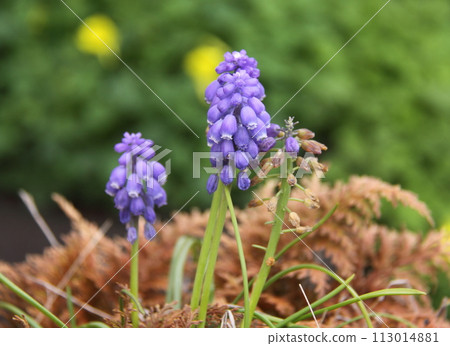Muscari 113014881