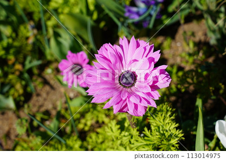 海葵聖橋粉紅色 113014975