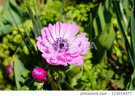 Anemone St. Bridged Pink Anemone St. Bridged Pink 113014977