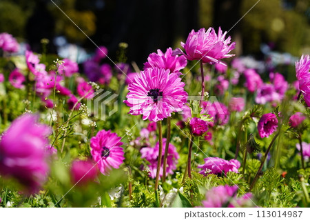 Anemone St. Bridged Pink Anemone St. Bridged Pink 113014987