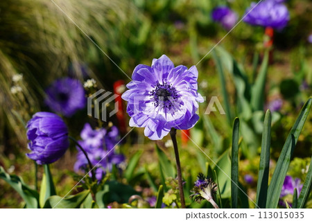 Purple color anemone Purple color anemone 113015035
