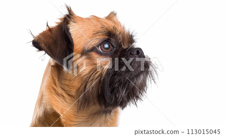 Brussels Griffon image of Brussels Griffon No1-28 113015045