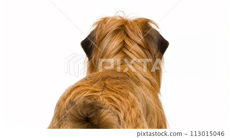 Brussels Griffon image of Brussels Griffon No1-29 113015046