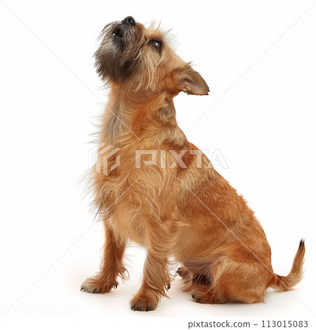 Brussels Griffon image of Brussels Griffon No2-18 113015083