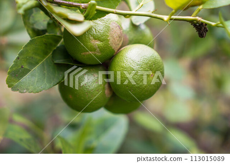 Lemon fruit in the garden with lemon leaves in the background, agricultural production concept, gardening	 113015089