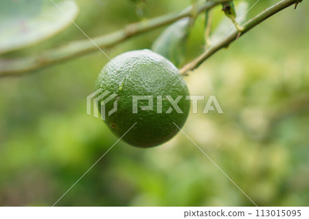 Lemon fruit in the garden with lemon leaves in the background, agricultural production concept, gardening	 113015095