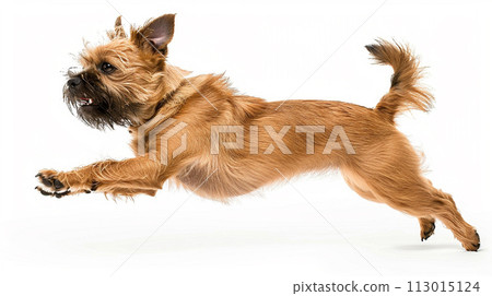 Brussels Griffon image of Brussels Griffon No1-18 113015124