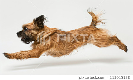 Image of Brussels Griffon No1-20 Image of Brussels Griffon No1-20 113015128