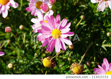 Margaret 113015152