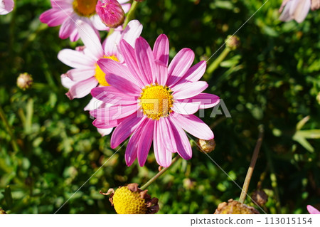 瑪格麗特 113015154