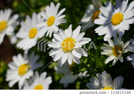 Daisies 113015186