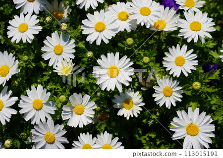 Daisies Daisies 113015191