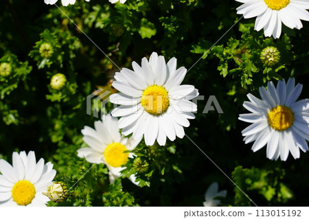 Daisies 113015192