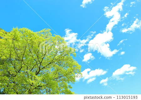 fresh green forest 113015193