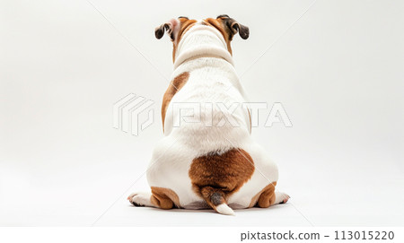 Bulldog image of Bulldog No1-18 113015220