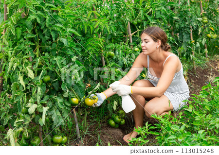 young girl in summer dress spraying tomatoes 113015248