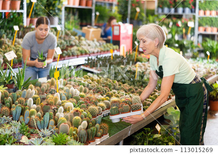 Elderly woman working at flower market is attentive examining cactus in pot Elderly woman working at flower market is attentive examining cactus in pot 113015269