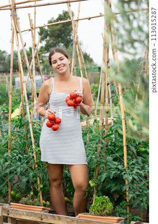 young girl in summer dress tomatoes harvest 113015287