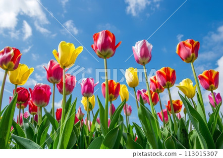  Colorful tulips 113015307