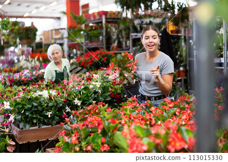 Young woman customer choosing big begonia in flower-pots in open-air plants market 113015330