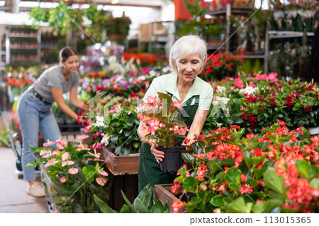 Smiling aged female florist arranging potted begonia in greenhouse 113015365