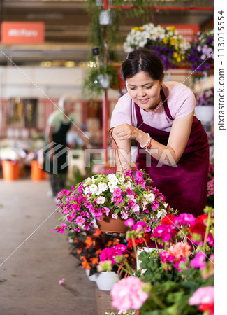 Female gardener arranging potted Petunia flowers for market and wearing greenhouse uniform 113015554