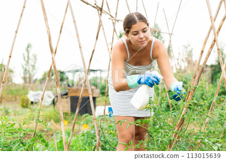Hand holding watering can and spraying to young tomato plant in garden at morning time. 113015639