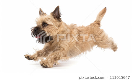 Cairn Terrier image of Cairn Terrier No1-30 113015647