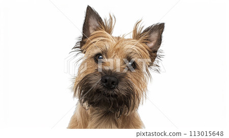 Cairn Terrier image of Cairn Terrier No1-31 113015648