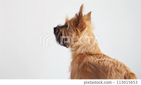 Cairn Terrier image of Cairn Terrier No1-35 113015653