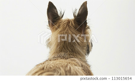 Cairn Terrier image of Cairn Terrier No1-36 113015654