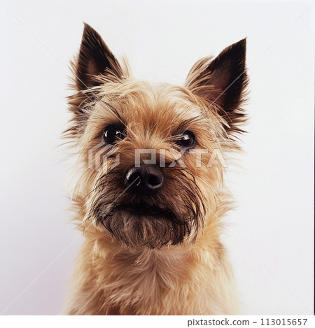 Cairn Terrier image of Cairn Terrier No2-2 113015657