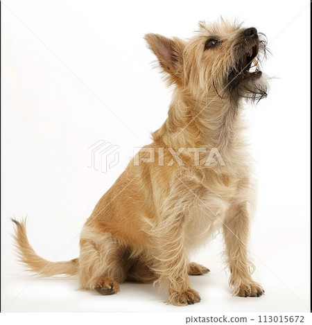 Cairn Terrier image of Cairn Terrier No2-16 Cairn Terrier image of Cairn Terrier No2-16 113015672
