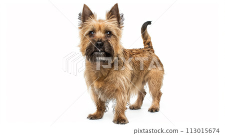 Cairn Terrier image of Cairn Terrier No1-1 113015674