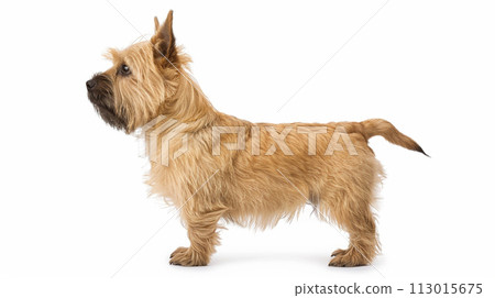 Cairn Terrier image of Cairn Terrier No1-2 113015675