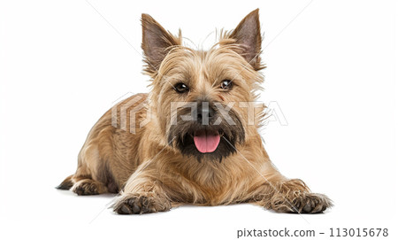 Cairn Terrier image of Cairn Terrier No1-5 113015678