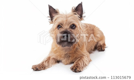 Cairn Terrier image of Cairn Terrier No1-6 113015679