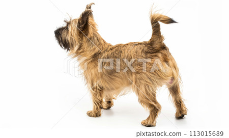 Cairn Terrier image of Cairn Terrier No1-14 113015689
