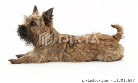 Cairn Terrier image of Cairn Terrier No1-20 Cairn Terrier image of Cairn Terrier No1-20 113015697