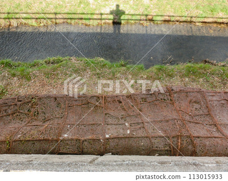 Vines growing on the wall of the river bank that has fallen off 113015933