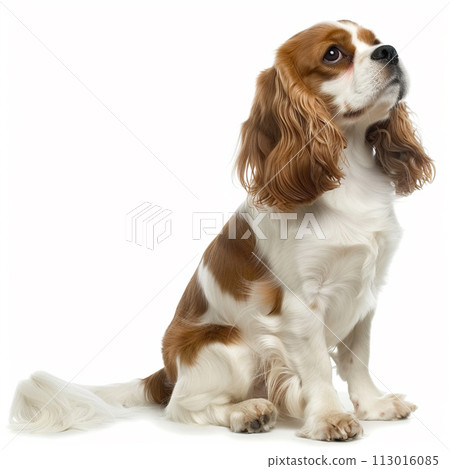 Cavalier image of CavalierKingCharlesSpaniel No2-23 113016085