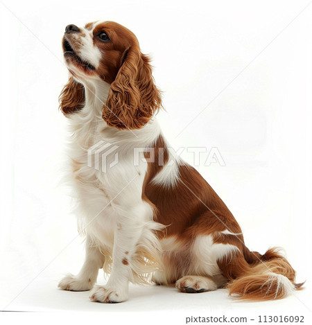 Cavalier image of CavalierKingCharlesSpaniel No2-19 Cavalier image of CavalierKingCharlesSpaniel No2-19 113016092