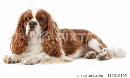 Cavalier image of CavalierKingCharlesSpaniel No1-9 113016105