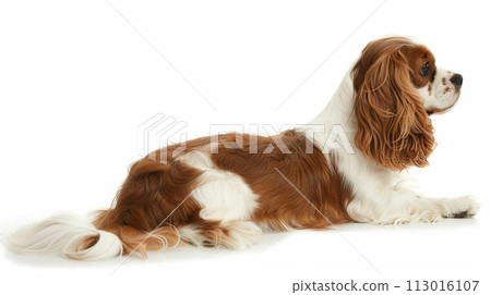 Cavalier image of CavalierKingCharlesSpaniel No1-11 113016107