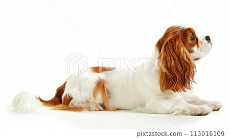 Cavalier image of CavalierKingCharlesSpaniel No1-13 Cavalier image of CavalierKingCharlesSpaniel No1-13 113016109