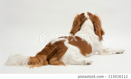 Cavalier image of CavalierKingCharlesSpaniel No1-16 113016112