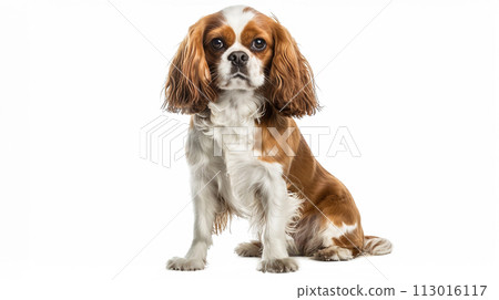 Cavalier image of CavalierKingCharlesSpaniel No1-20 113016117