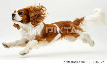 Cavalier image of CavalierKingCharlesSpaniel No1-26 113016124
