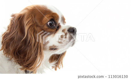 Cavalier image of CavalierKingCharlesSpaniel No1-31 113016130